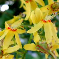 Саджанець Кальрейтерія волотиста (мильне дерево) в контейнері